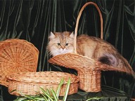 Таня-Я