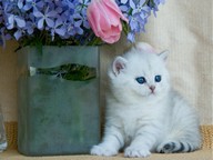 ~Ka_lenKa~