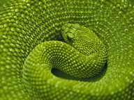 greenman