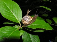 OxygenO2