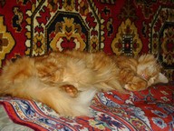 Yak2004by