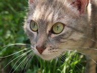 Nataliii