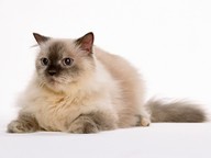 я vitali