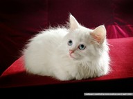 arnoldushka