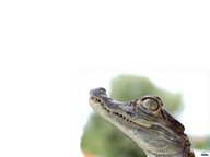 GrodnoNik