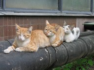 КАРРИ