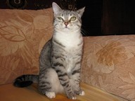 ALEXTEX