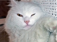 Nadzeya