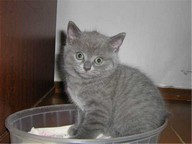 Mishell