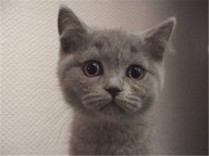 АТОМ