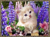AkaSh@
