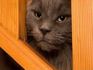 burzhuy