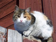 Чернокнижник