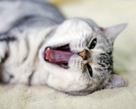 KAZлюка