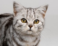 Ёла