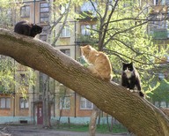 albomchik.by