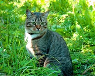 михаЙлыч