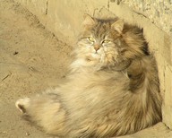 khila
