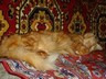 Yak2004by