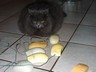 micia