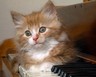 Клевый у меня ник?