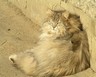 khila