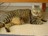 Beldim_007