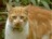 kisel